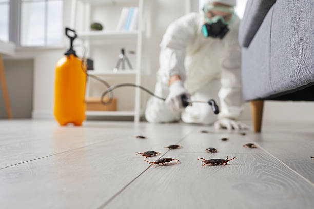 Commercial Rodent Management in Guerneville